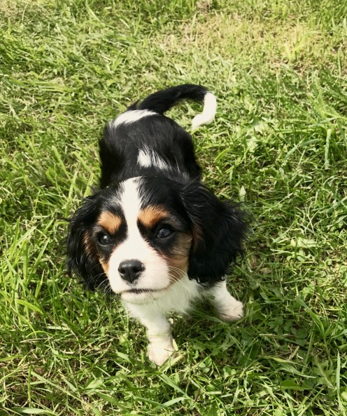 Charlie, at the rescue the day we met him. You can sort of see the yellowed fur and grease everywhere.