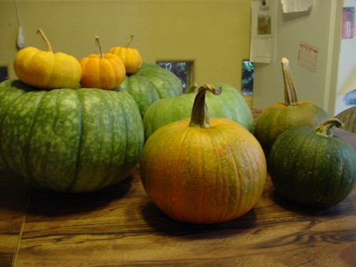 So many varieties of Pumpkin!