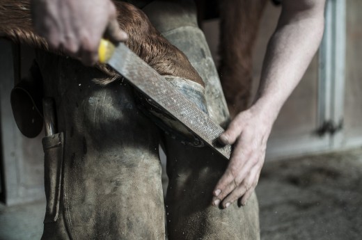 A farrier trimming a horse hoof