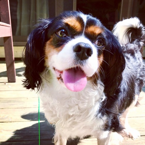 Callie, late fall 2017, full grin.