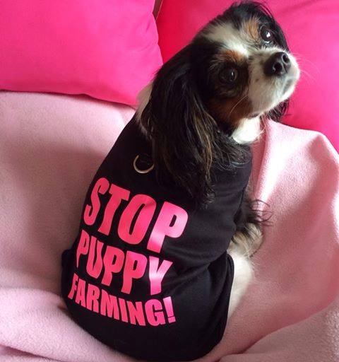 Lucy's meme that started circling as her audience grew and is still used as part of the #LucysLaw advocacy. Lucy has since died, but her new rescue sister, Plum Pudding, has taken up the case.