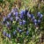 Rainier Pleated Gentian Rainier Pleated Gentian