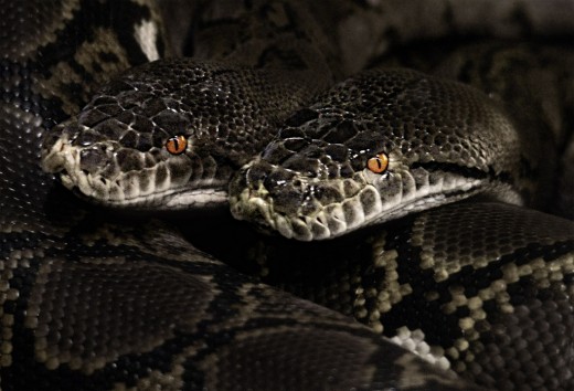 Who Dare Enter the Snake Hive? Nobody, that's why it makes such a fascinating brand name for a smartphone case company