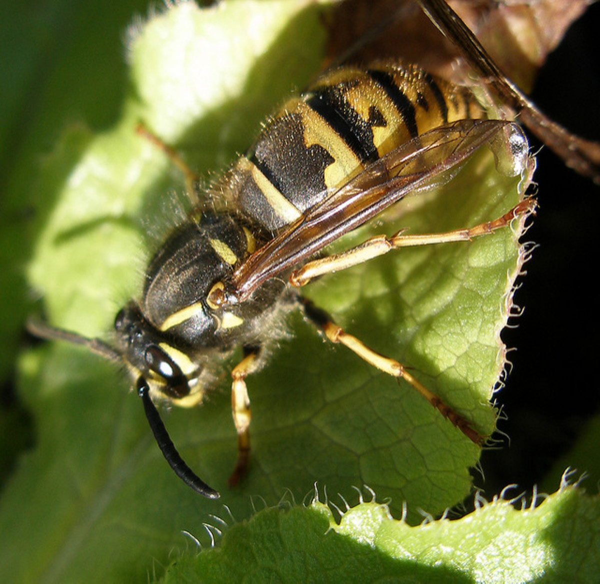How to Get Rid of Cicada Killer Wasps Dengarden