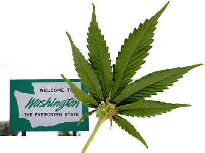 Ecergreen - Symbol of Washington State