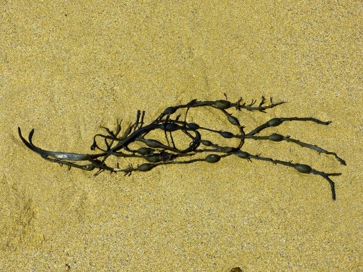 Brown algae