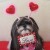 Shih Tzu dressed for Valentine's Day Shih Tzu dressed for Valentine's Day