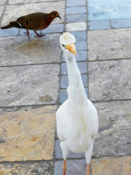 Pizza stealing egret