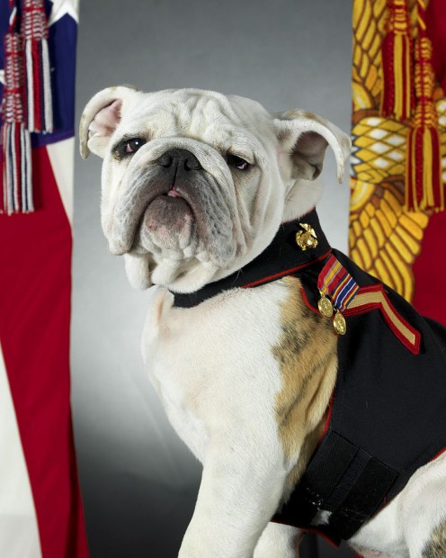 During WWI, the German army nicknamed the U.S. Marines, the Devil Dogs.The official mascot of the United States Marine Corps, English bulldog Pfc. Chesty the XIV, sits for his official photo at Headquarters Marine Corps Combat Camera in the Pentagon.