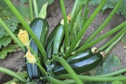 Easy Tips for Using All That Extra Zucchini
