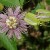 A maypop passion flower - the host plant for the gulf fritillary and other butterflies in Florida! A maypop passion flower - the host plant for the gulf fritillary and other butterflies in Florida!