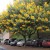 A beautiful cassia in bloom - the host plant for 3 types of butterflies. A beautiful cassia in bloom - the host plant for 3 types of butterflies.