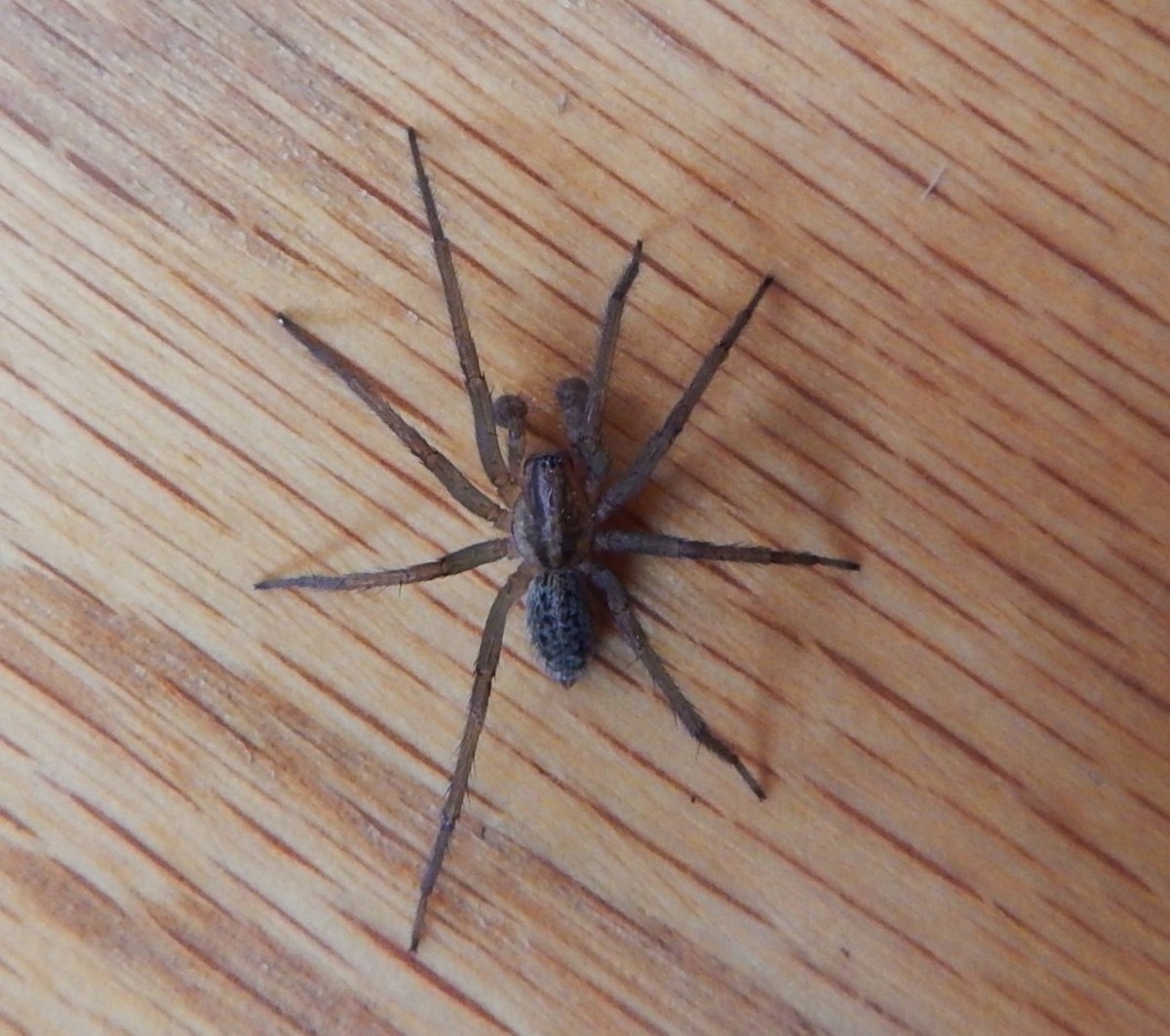All 105+ Images show me a picture of a hobo spider Stunning