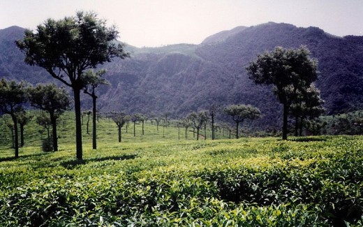Tea Garden in Ooty, India