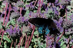 5 Essential Nectar Source Plants for the Florida Butterfly Garden