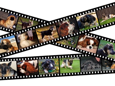 What dog is best for your life style?