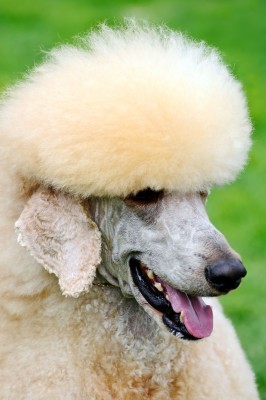 Consider the type of coat you want your dog to have!