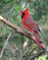 Cardinal Bird