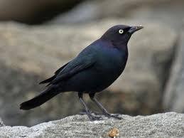 Crow
