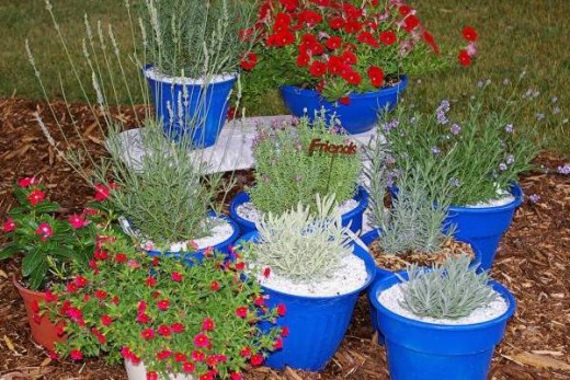 Lavender in Pots for 10 Weeks