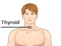 All About the Thyroid