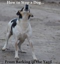 How to Stop a Dog From Barking in the Yard