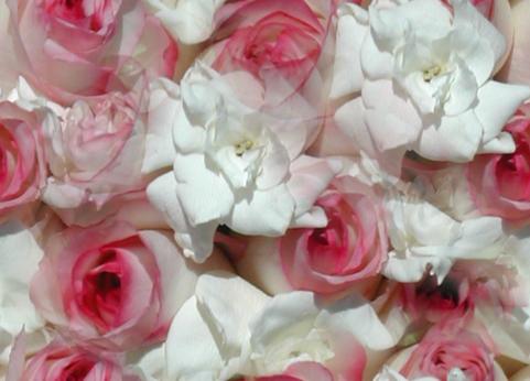 Another year, another rose perfume?