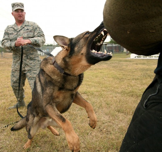 attack dogs