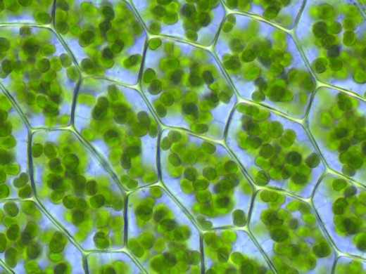 Chloroplasts can be seen clearly (green vesicles) in the cells of moss Plagiomnium affine laminazellen