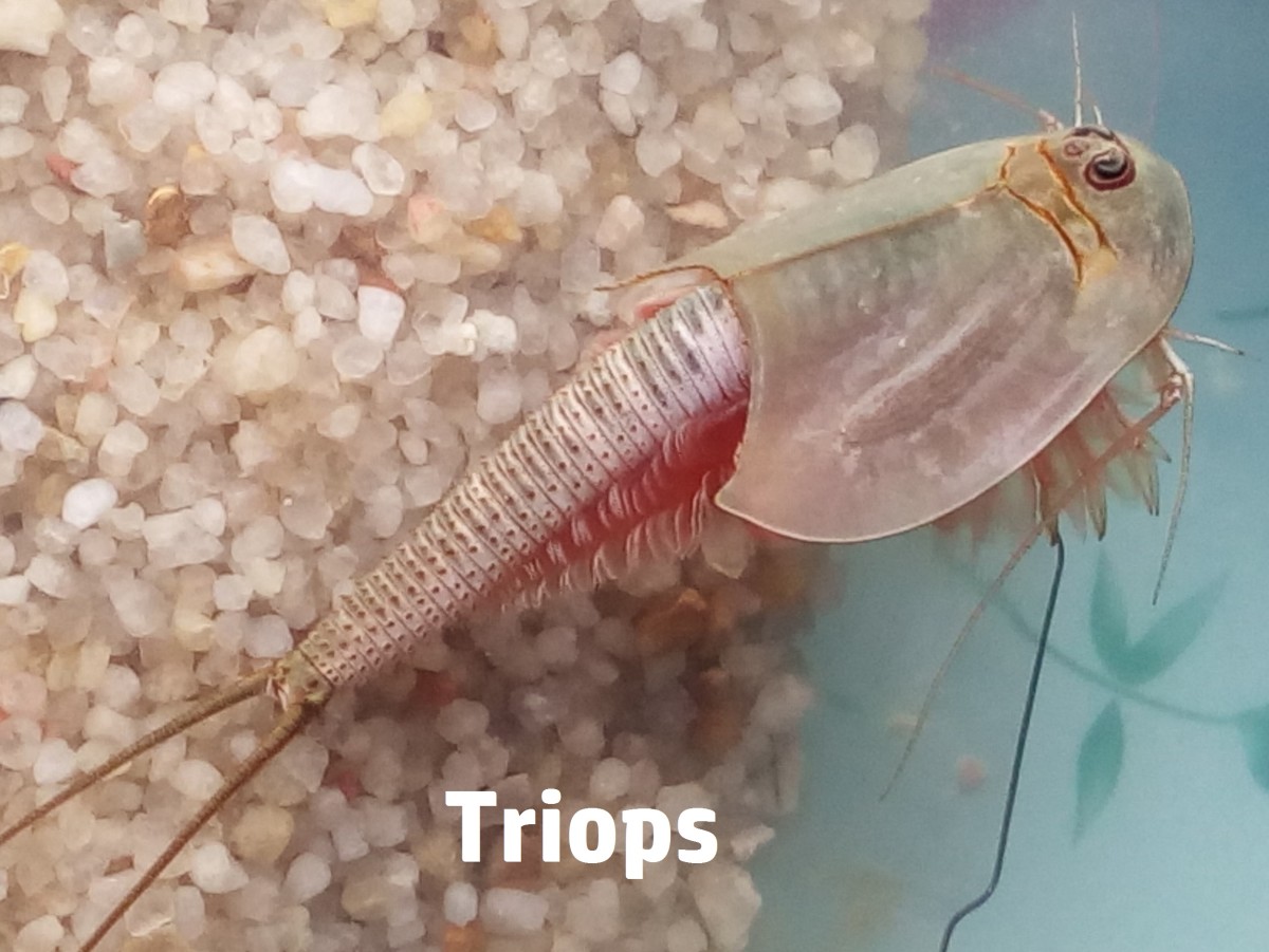 Triops Growth Chart