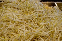 Medicinal Properties of Bean Sprouts