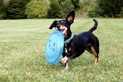 Dog obedience