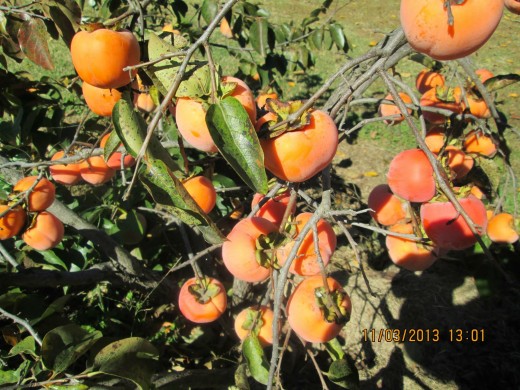 After the rain and snow melts, soak in the soil and plant out the fruit