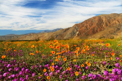 Visiting California's Anza-Borrego Desert State Park | WanderWisdom