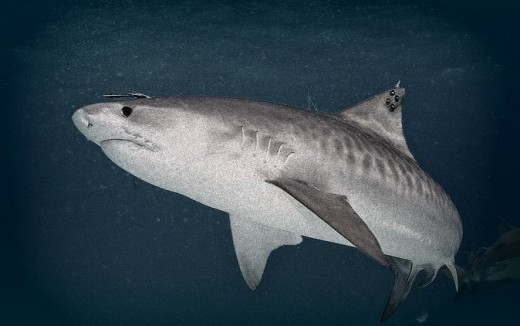 A Tiger Shark with tag, taken after dark off the northern coast of Australia.