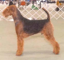 Airdale Terrier, also known as the Waterside Terrier