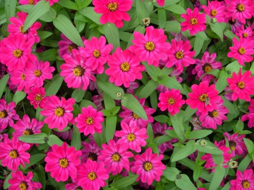 zinnias are a beautiful bright addition to the florida butterfly garden and are a wonderful - Florida Butterfly Garden zinnias are a beautiful bright addition to the florida butterfly garden and are a wonderful - Florida Butterfly Garden