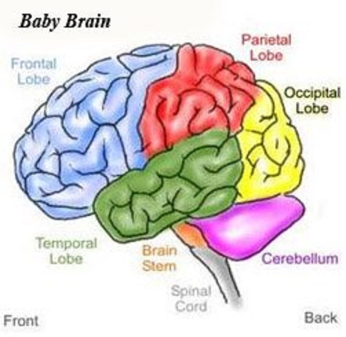 The newborn's brain and its parts. Notice the frontal lobe.