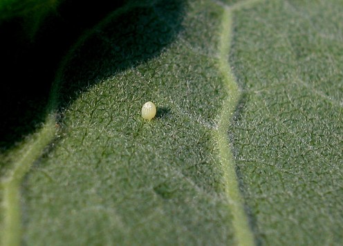 Monarch Egg Stage