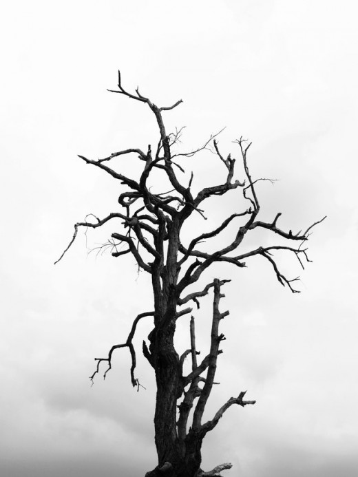 Creepy Tree Branches