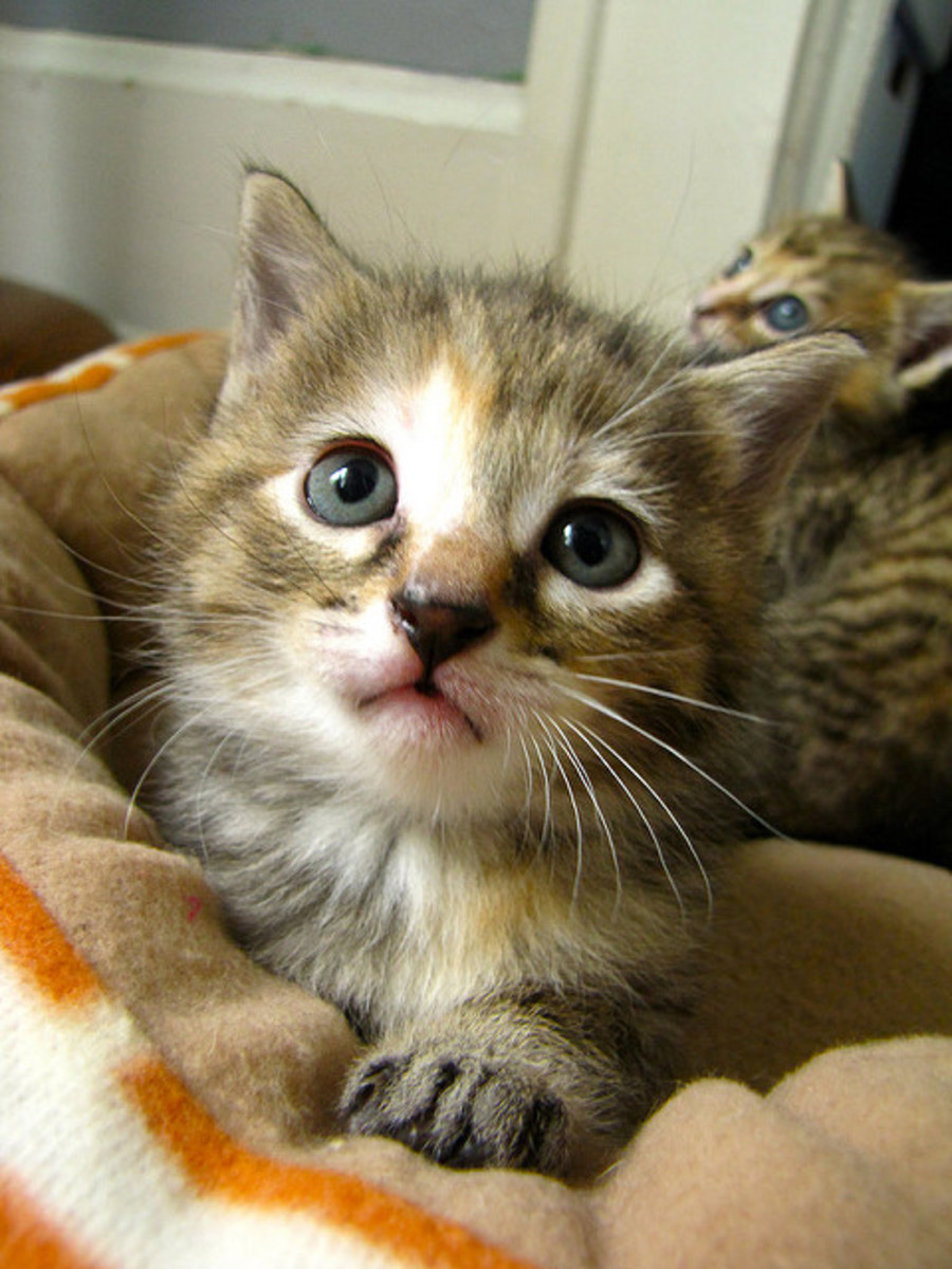 How To Help Abandoned Cats and Kittens