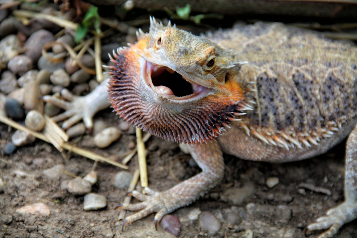 Bearded Dragon Care 101: A Beginner's Guide | PetHelpful
