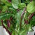 Raw Alugbati or also know as Basella, Malabar spinach