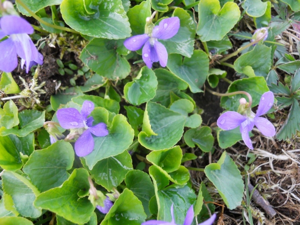 Violets, One Of The First Signs Of Spring