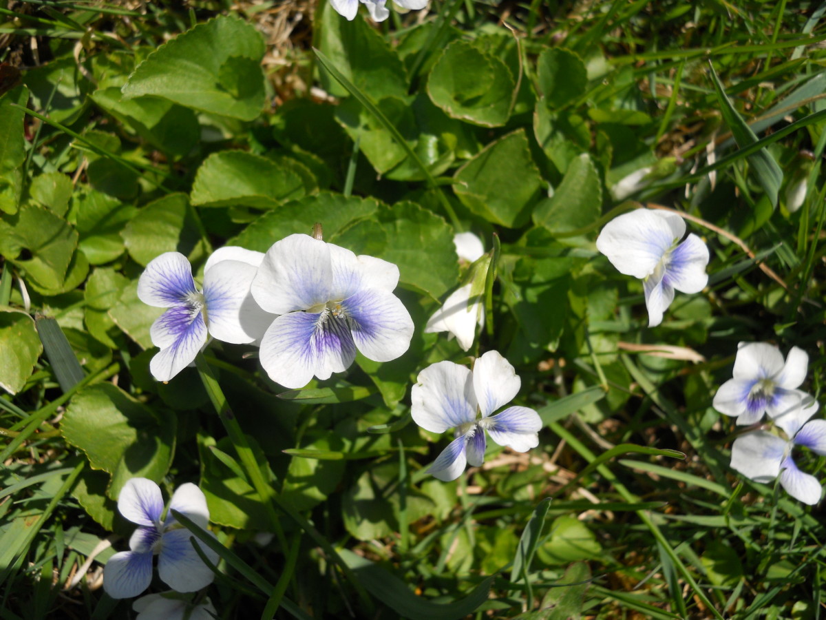 Northern White Violets, or Viola Macloskeyi (viola pallens)