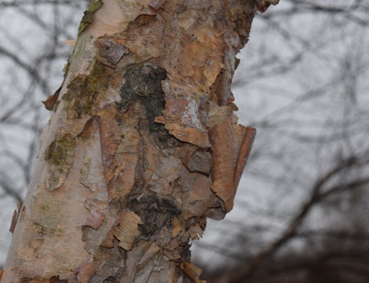 River Birch's peeling bark.
