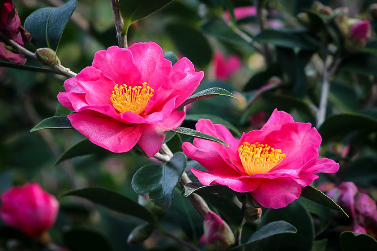 How to Grow Camellias From Cuttings Dengarden