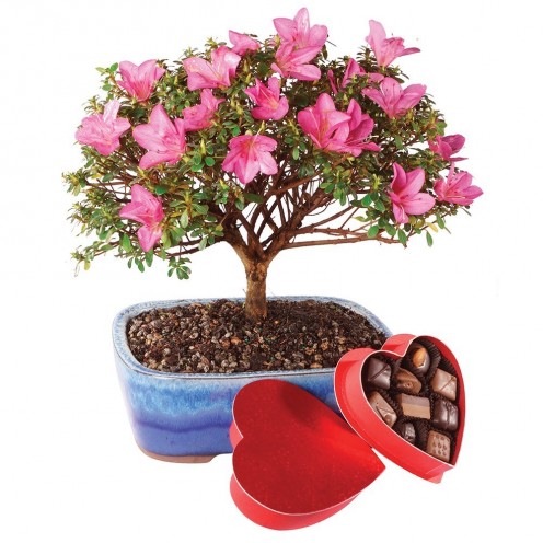 This is an azalea bonsai. Azaleas mean "take care of yourself for me"