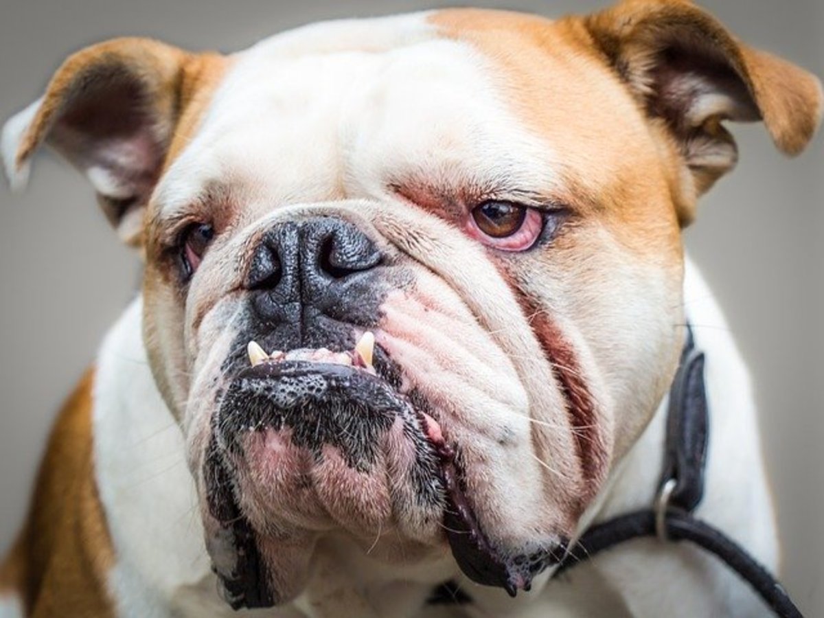 How to Get Rid of and Prevent Bulldog Wrinkle Infections