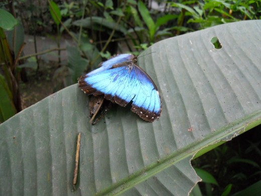 Blue Morpho Costa Rica